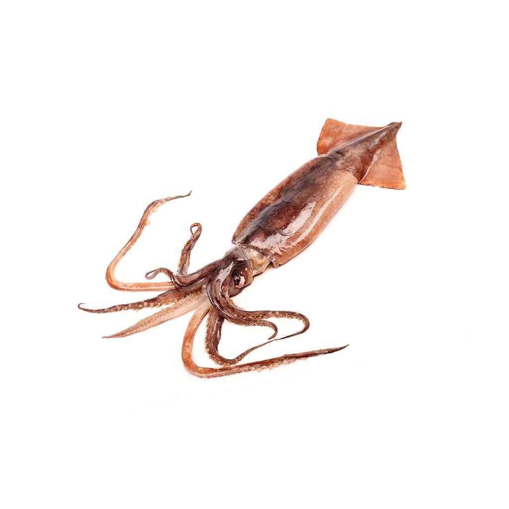 Illex Squid