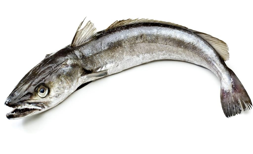 Hake