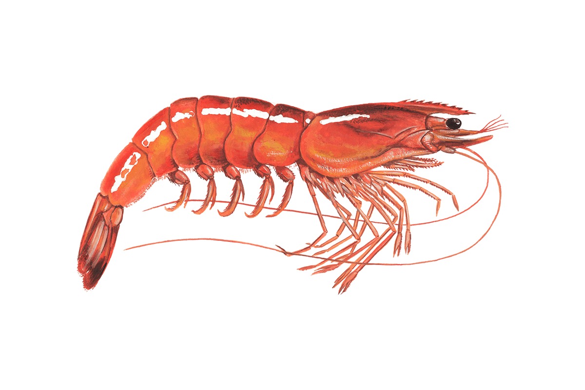 Shrimp