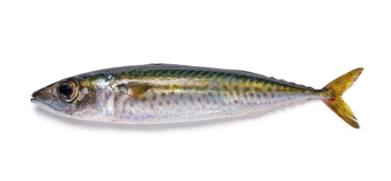 Mackerel