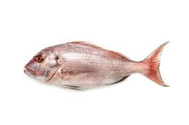 Red Porgy