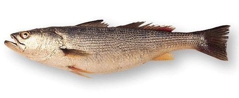 Sea Trout