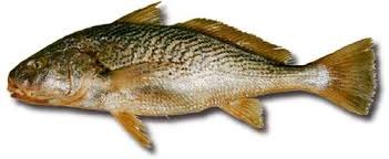 Yellow Croaker
